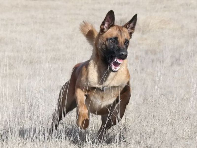 Selezione e salute - Arkan von der schwarzen Mamba